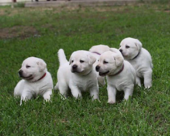 StonePuppies2.jpg