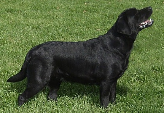 image.jpg